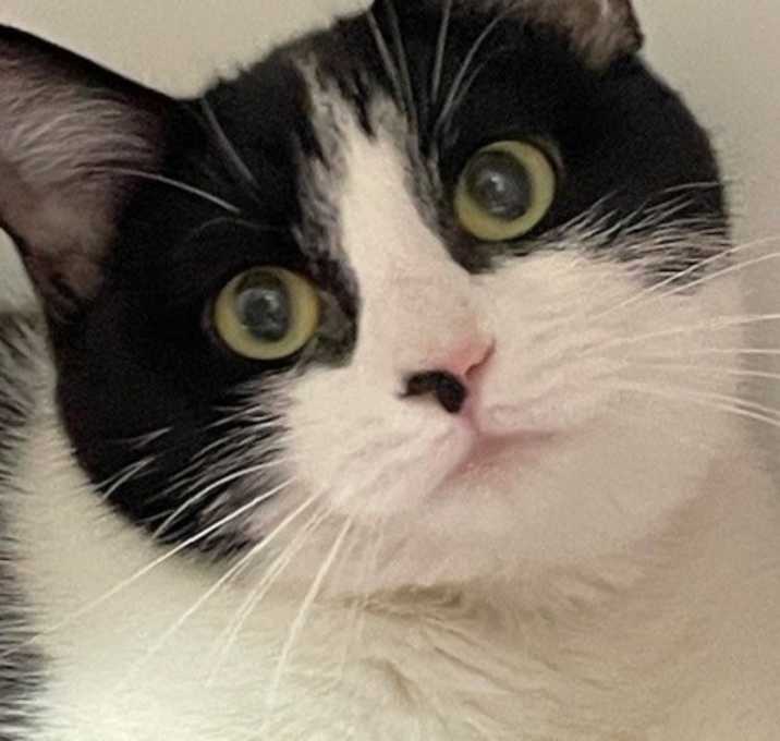 Photo of Cookie