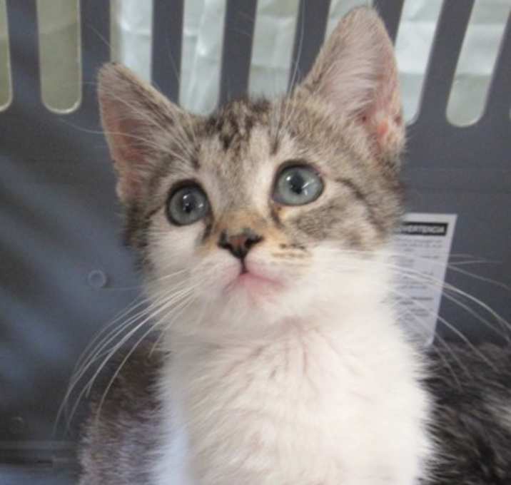 Photo of Cookie