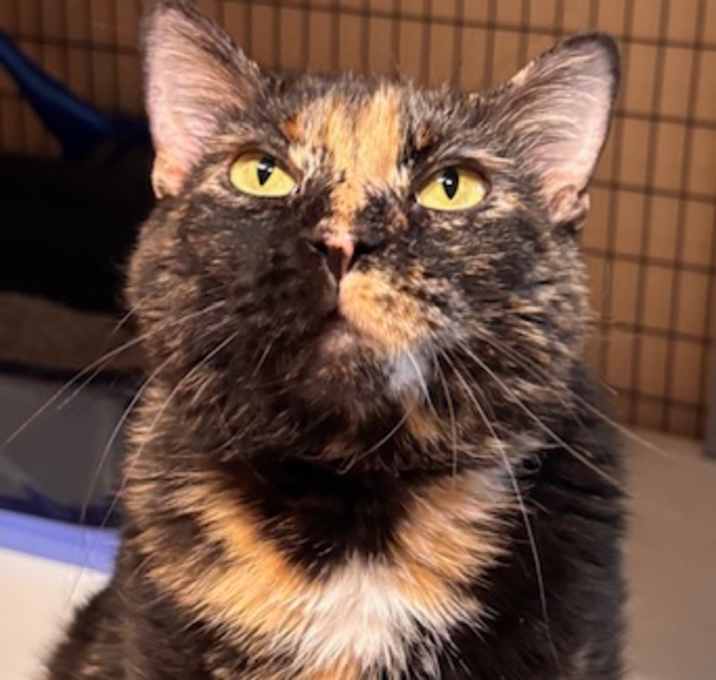 Photo of Blossom