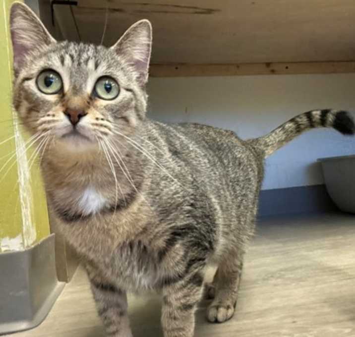 Photo of Miss Meatball