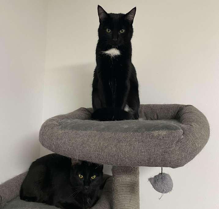 Photo of Dewey & Louie