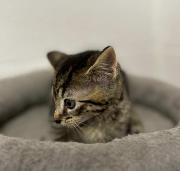 Photo of Lady Meowington
