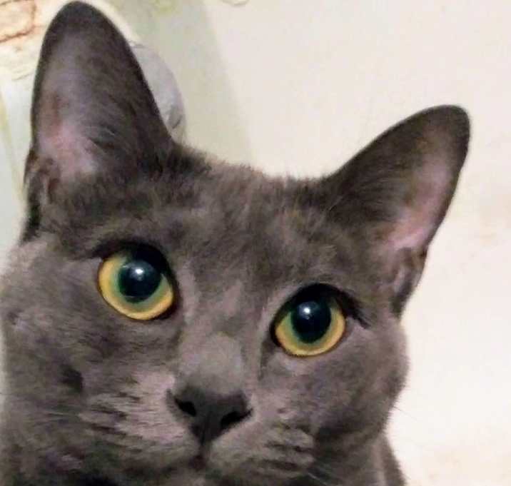Photo of Twinkie