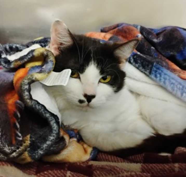 Photo of Cookie