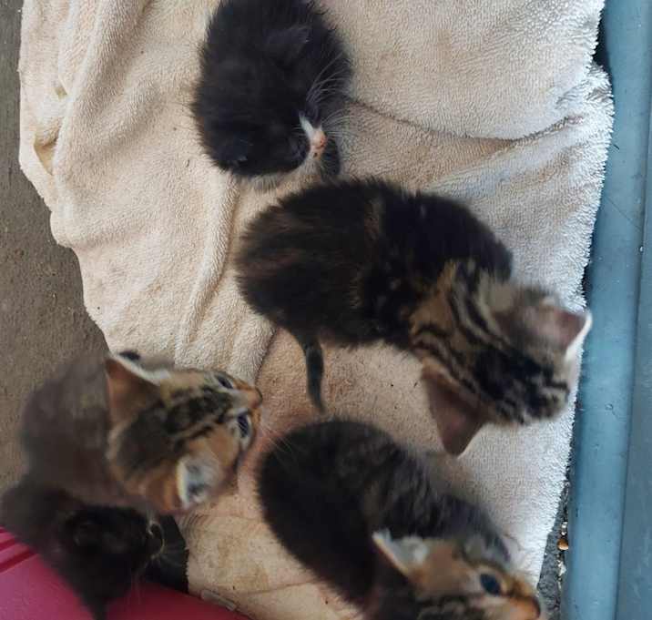 Photo of Kittens