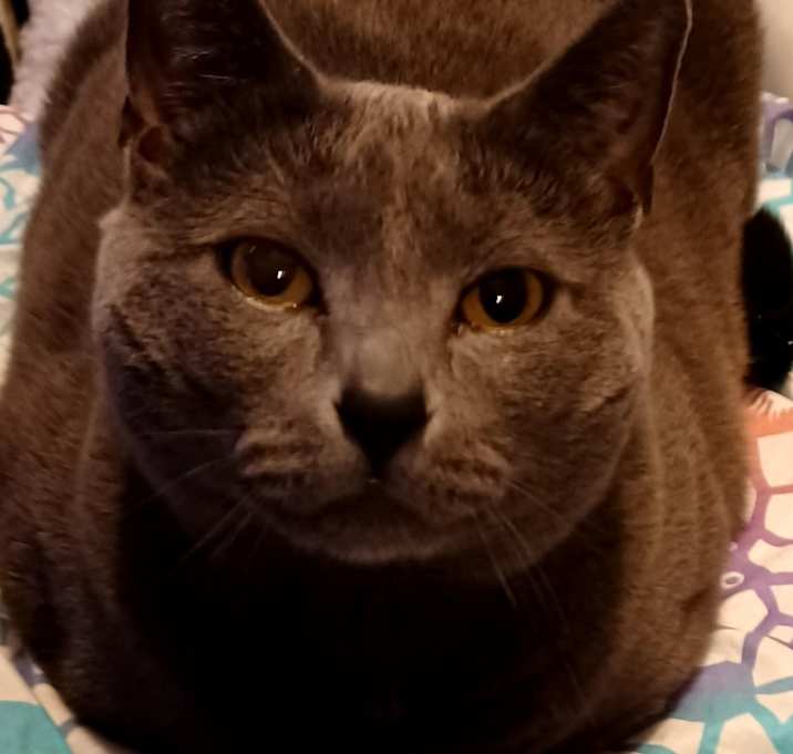 Photo of Bud