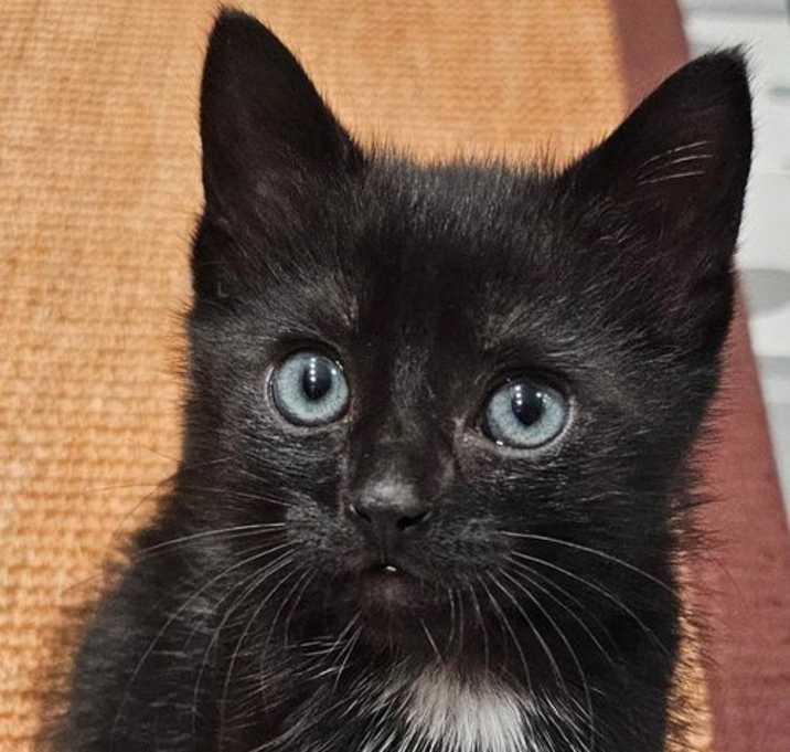Photo of Lucy - female kitten