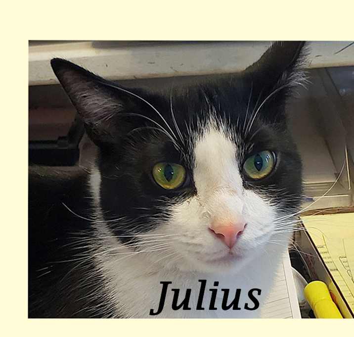 Photo of JULIUS