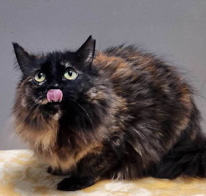 Photo of Priscilla