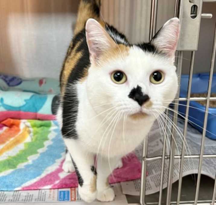 Photo of Goose