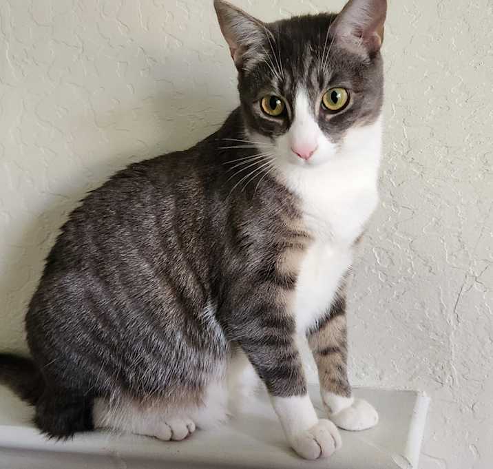 Photo of Possum