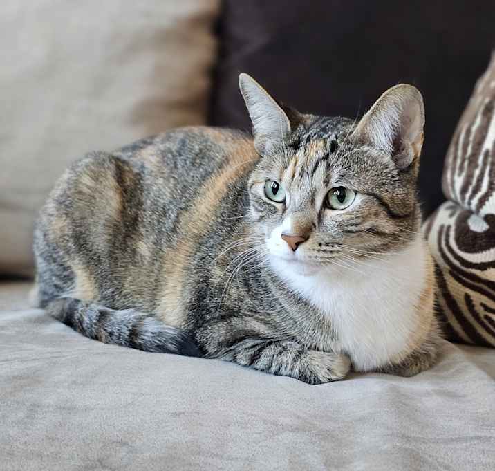 Photo of Nugget