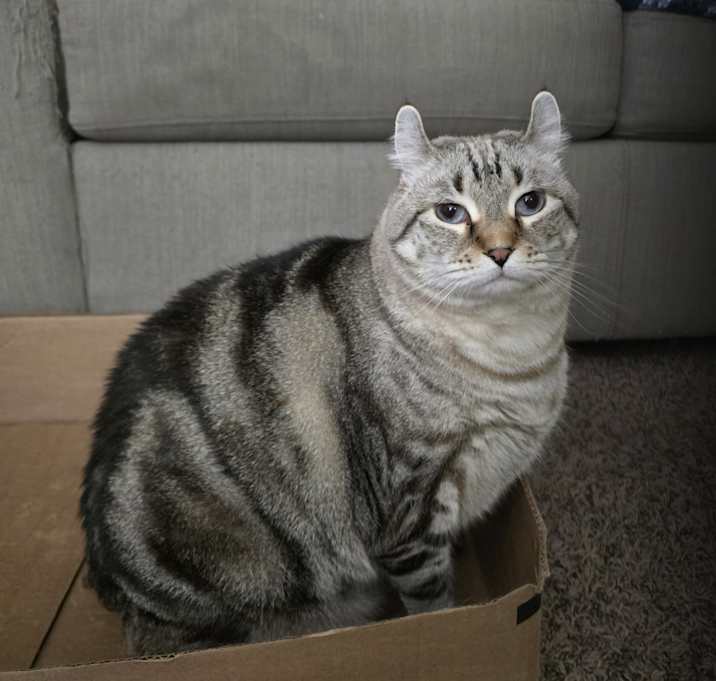 Photo of Mango