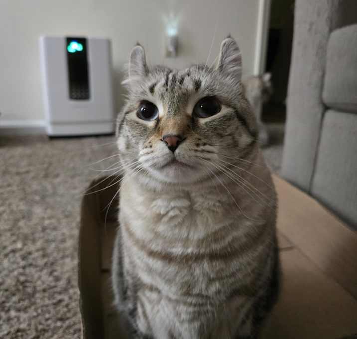 Photo of Mango