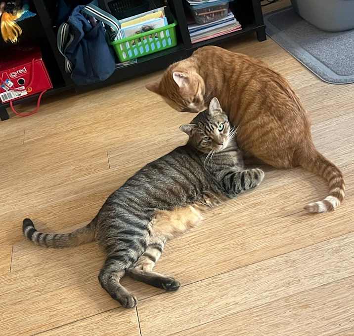 Photo of Tigger