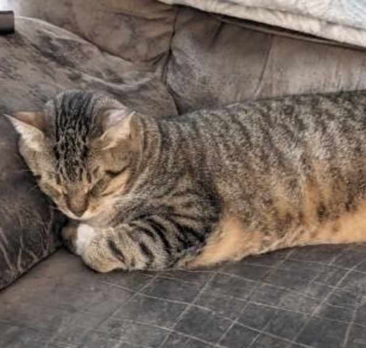 Photo of Buddy