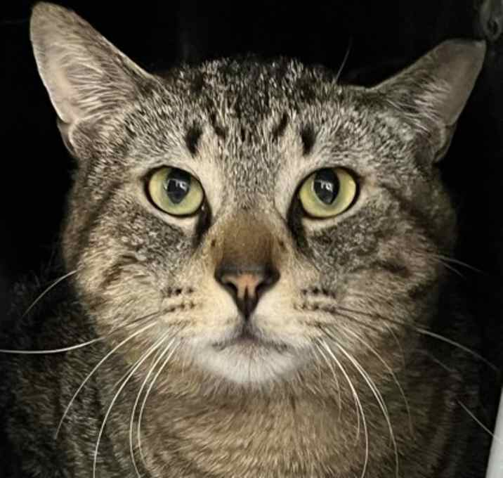 Photo of Champ
