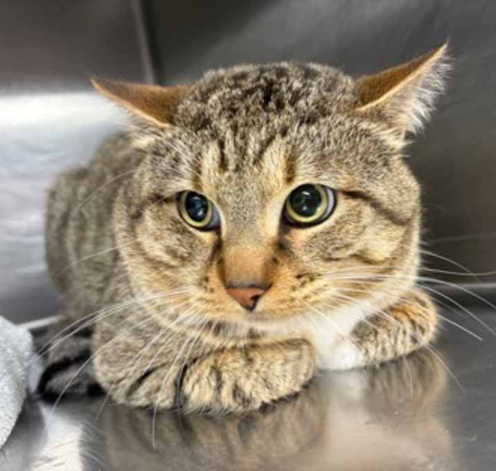 Photo of Mango