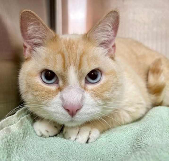 Photo of Creamsicle