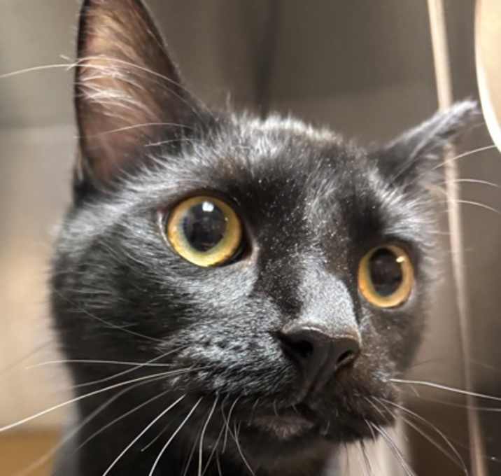 Photo of Binx