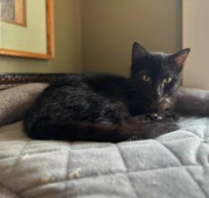 Photo of Birdie