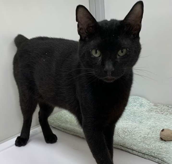 Photo of Nubz (St Thomas)