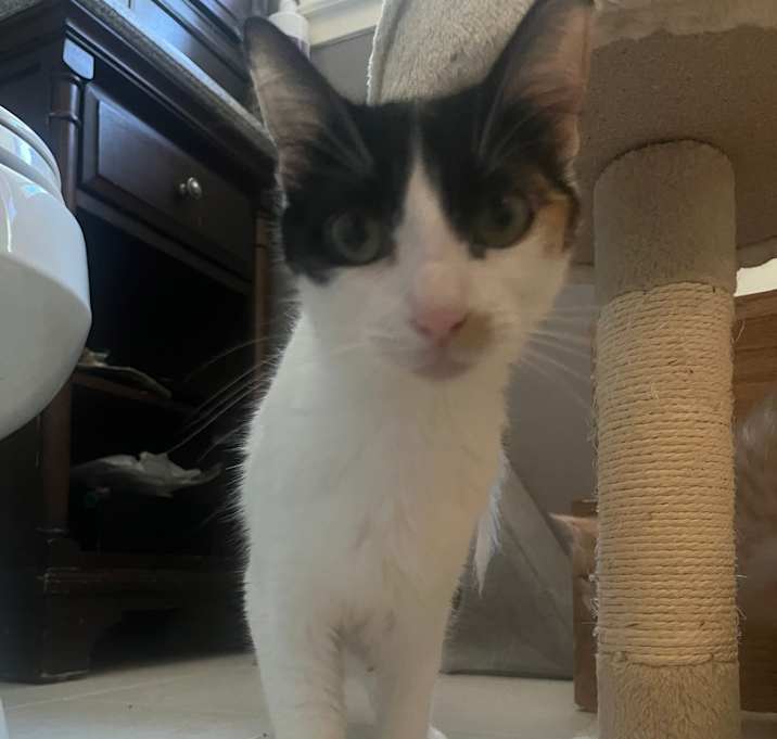 Photo of Lady