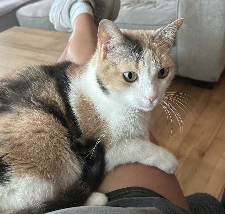 Photo of Sadie
