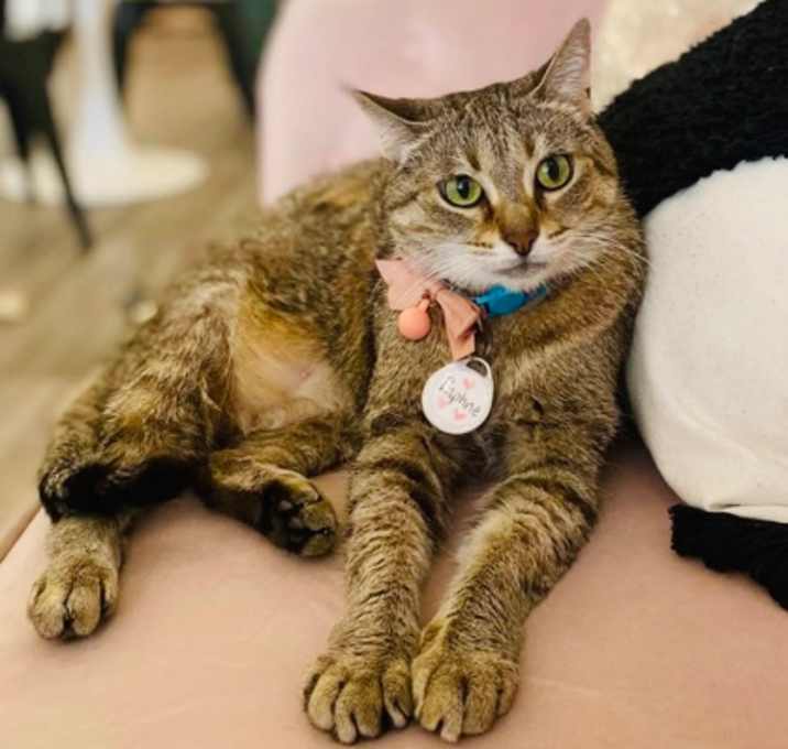 Photo of Daphne (Pounce Cat Cafe)