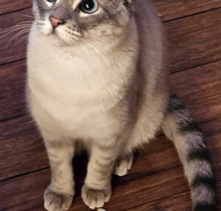 Photo of Lilac