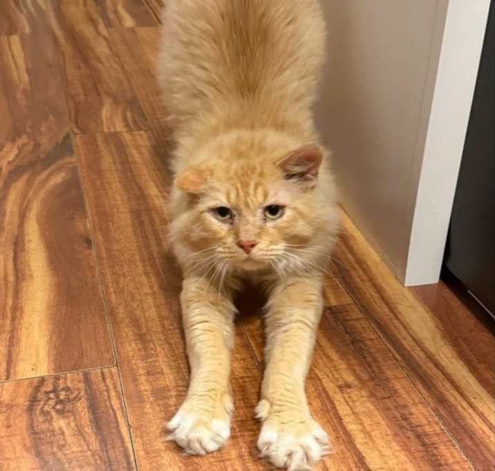 Photo of Alpine