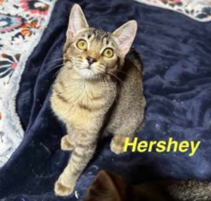 Photo of Hershey