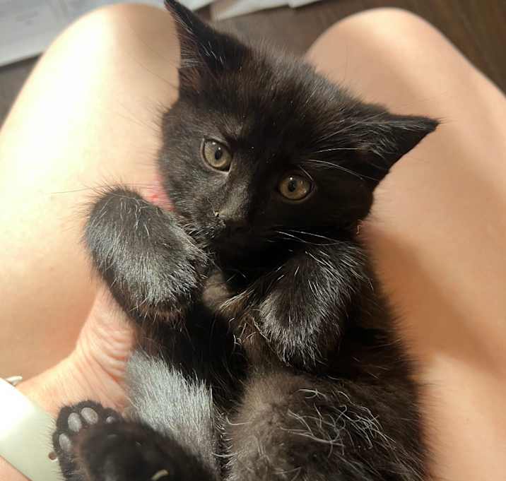 Photo of Haru