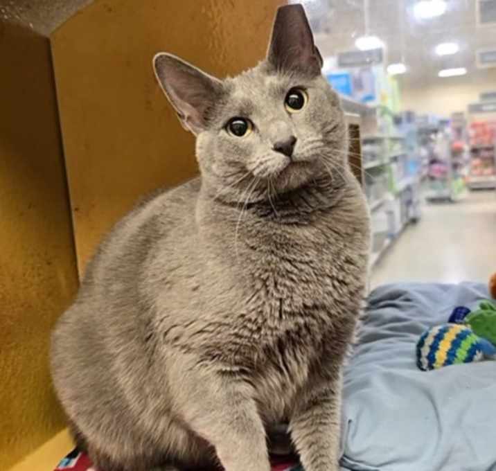 Photo of Rexi