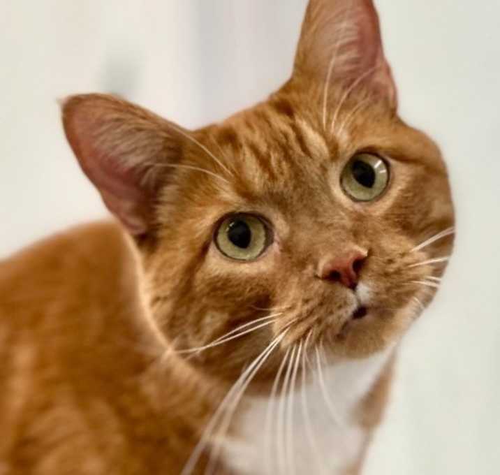 Photo of Bugsy