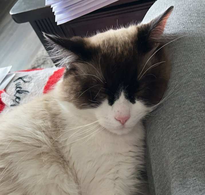 Photo of Gizmo