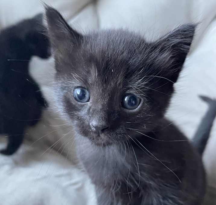 Photo of Onyx