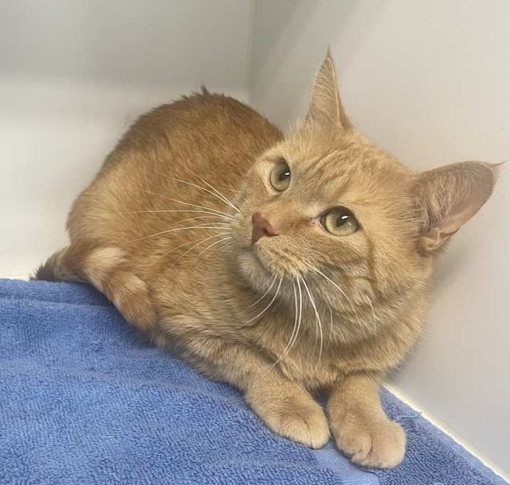 Photo of Pumpkin ~ Available at PetSmart in Warsaw, IN!