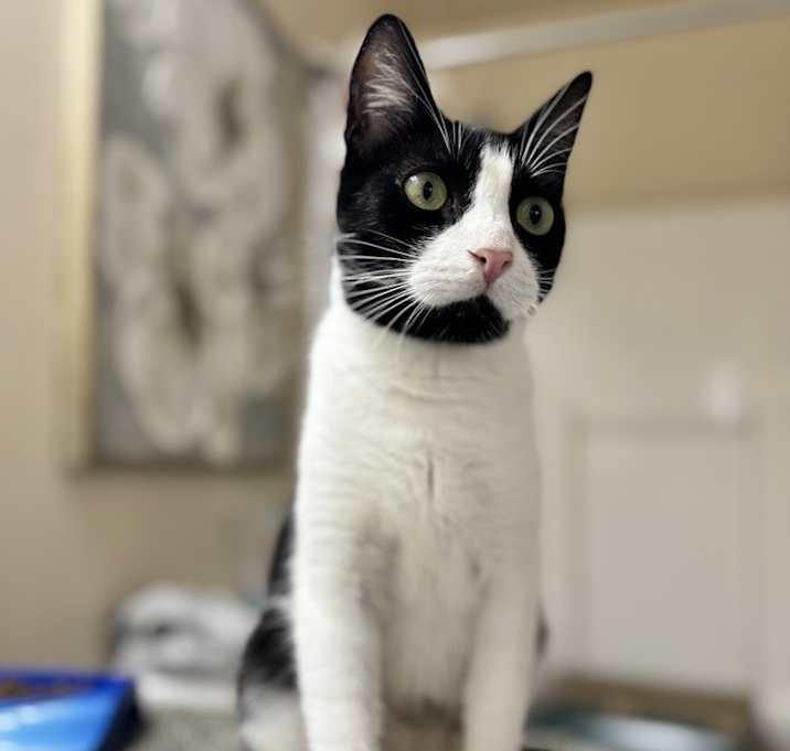 Photo of Cappy 7910-11