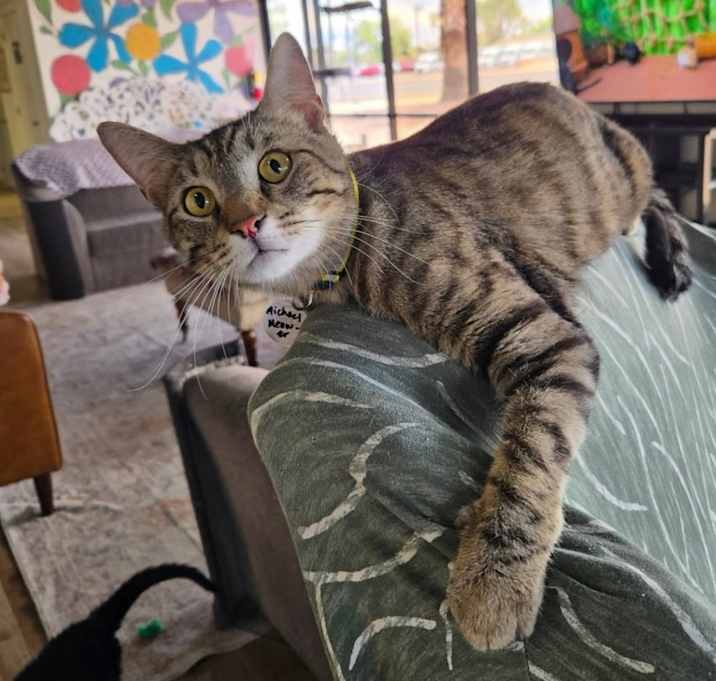 Photo of Michael Meowers