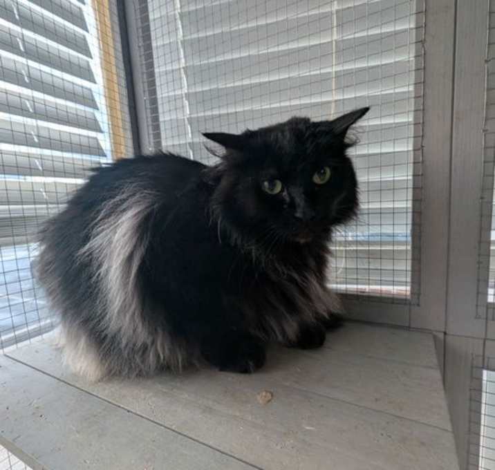 Photo of Ebony