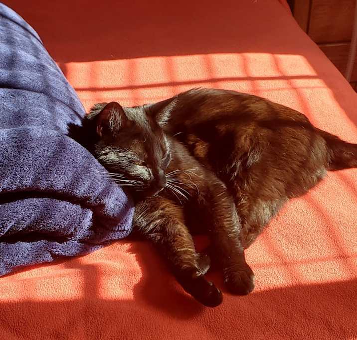 Photo of Niko