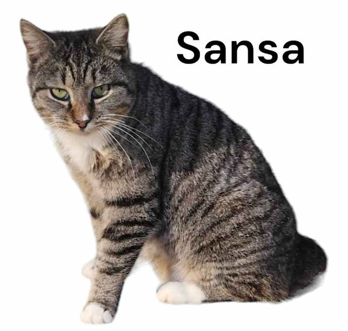Photo of Sansa