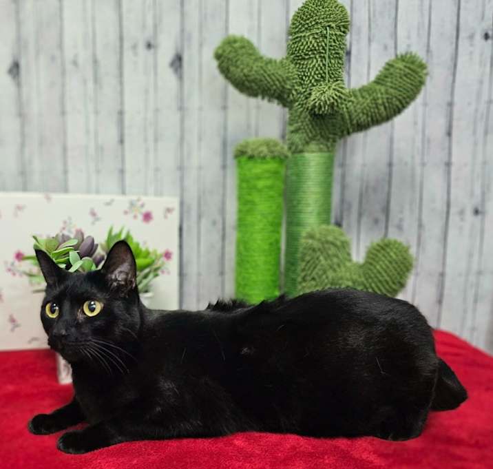 Photo of Olive