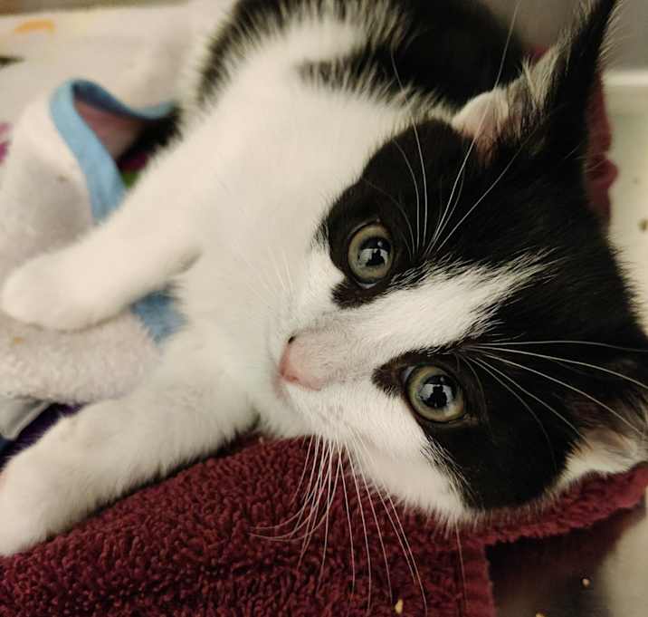 Photo of Onyx