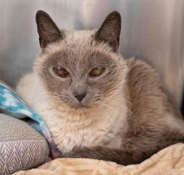 Photo of Cosmo