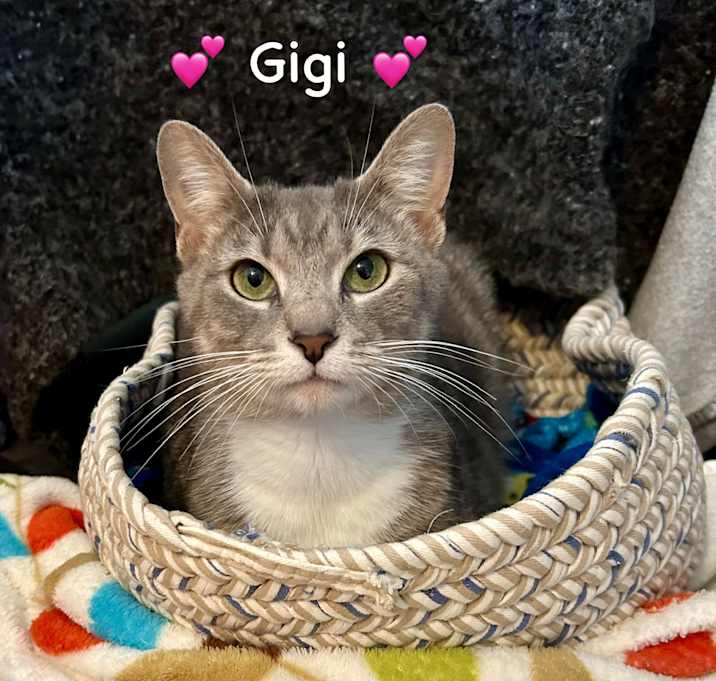Photo of Gigi