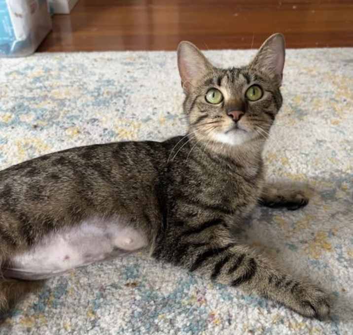 Photo of Osha @Nine Lives Cat Cafe