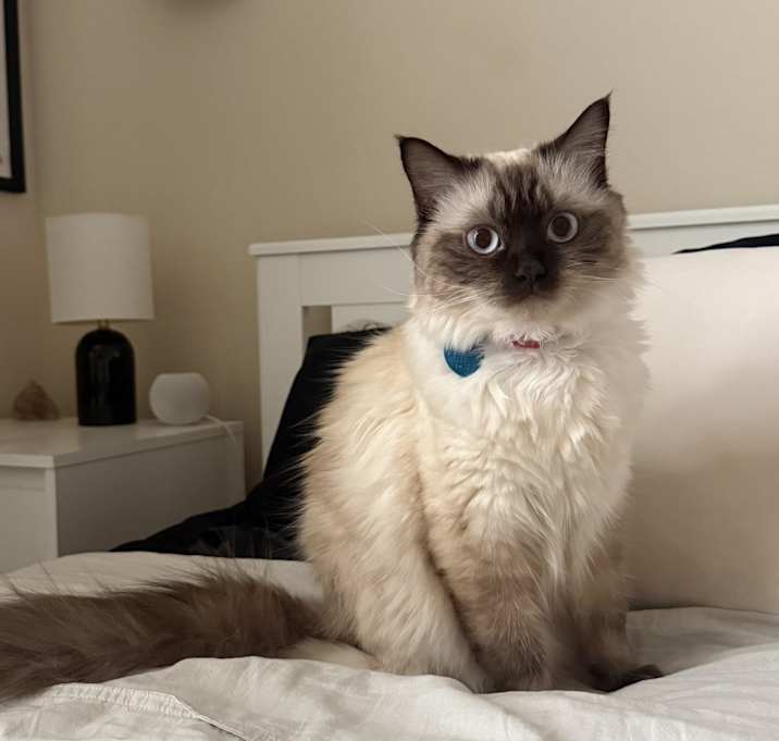 Photo of Willow