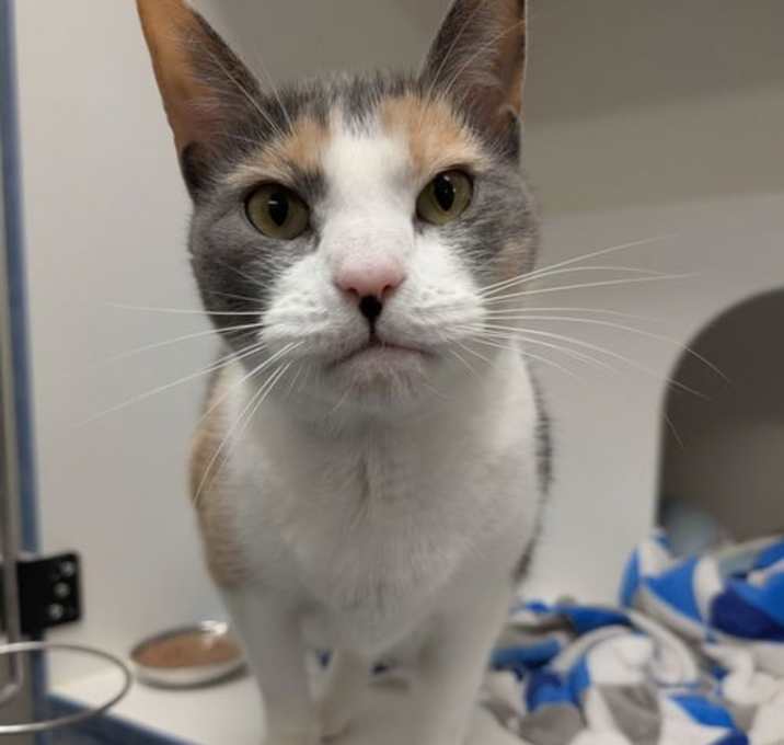 Photo of Miss Kitty